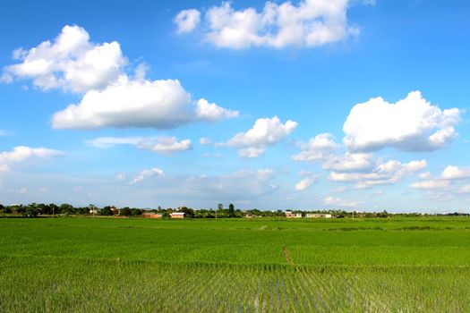 paddy field