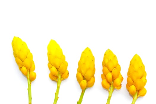 yellow flower
