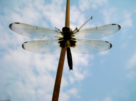 Dragonfly