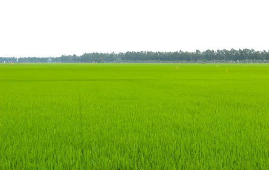 paddy field