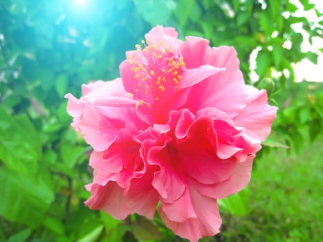 pink flower