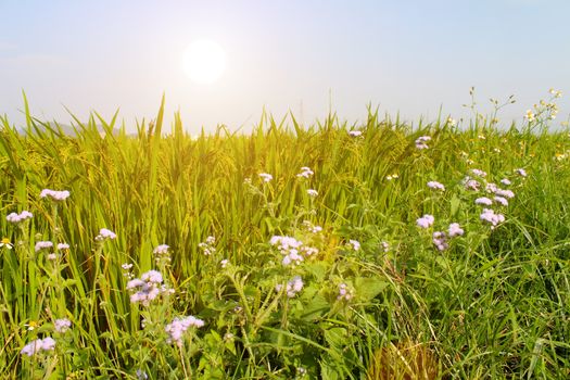 paddy field