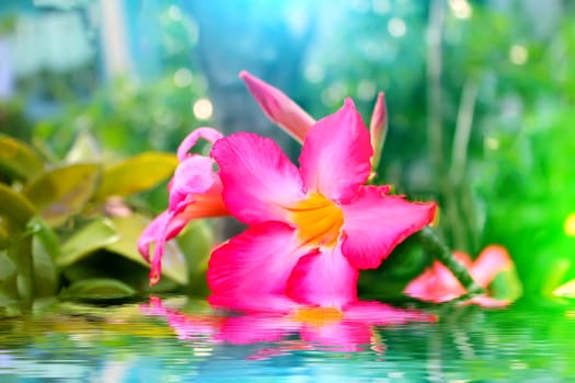 pink flower