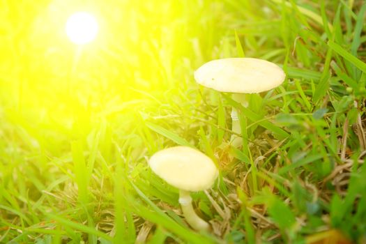 mushroom in nature 