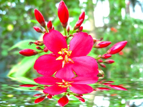 red flower