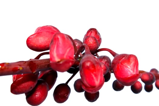 red flowers isolated on white background