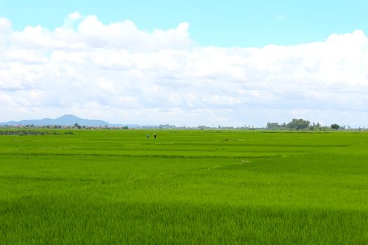 paddy field