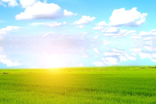 paddy field