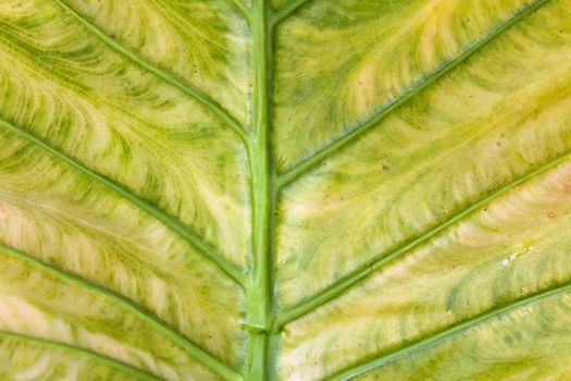 leaf