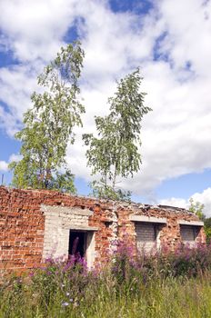 Desolate roofless and windowless brick house with birch trees growing through