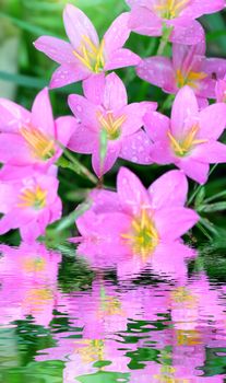 pink flowers blooming