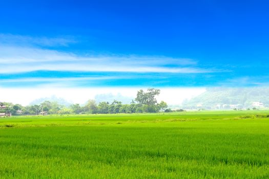 Green paddy and sky