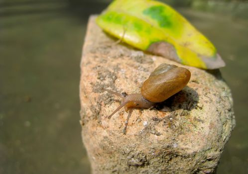 Snail