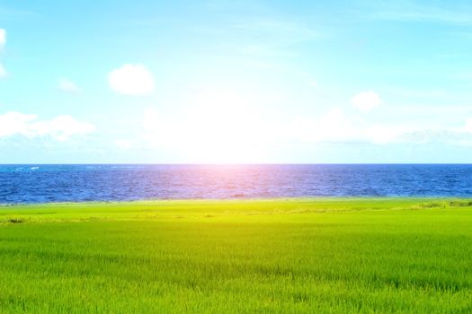 Green paddy and sky
