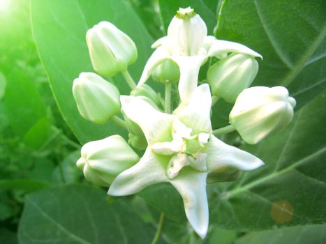 Flower