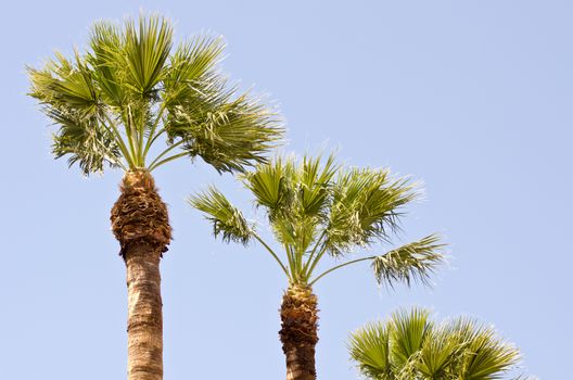 Three palm trees on sunny day