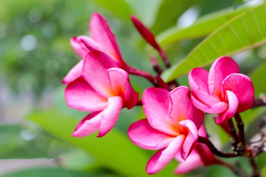 pink flower