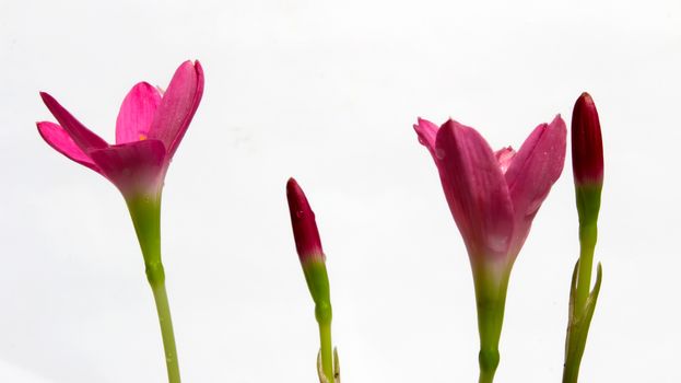 pink flowers blooming