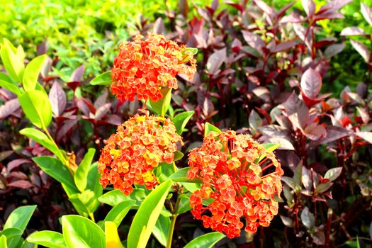 red flower
