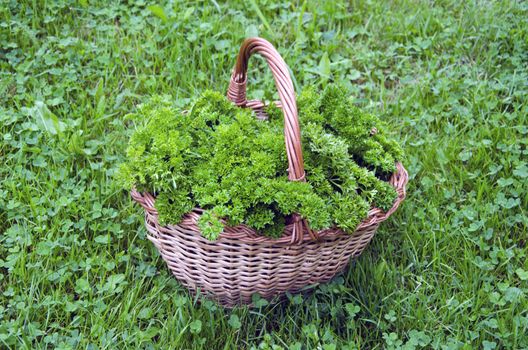 Fresh parsley in wicker basket on garden lawn