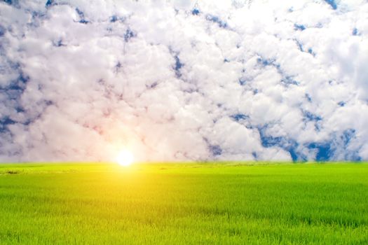 Green paddy and sky