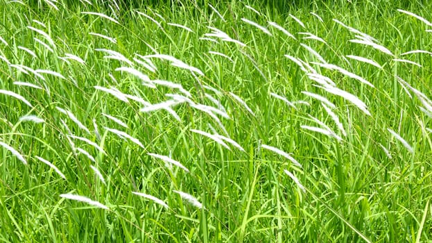grass