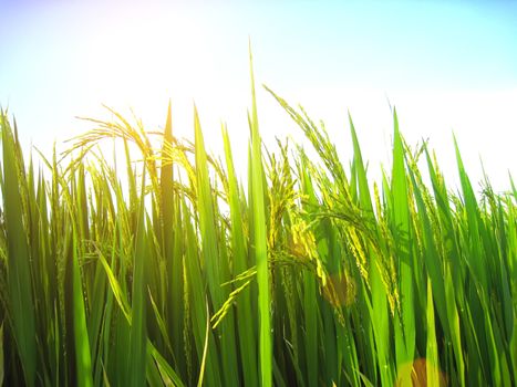 paddy field