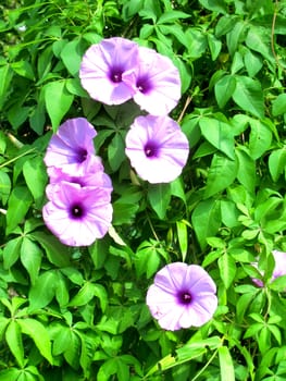 purple flower