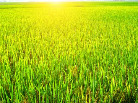 paddy field