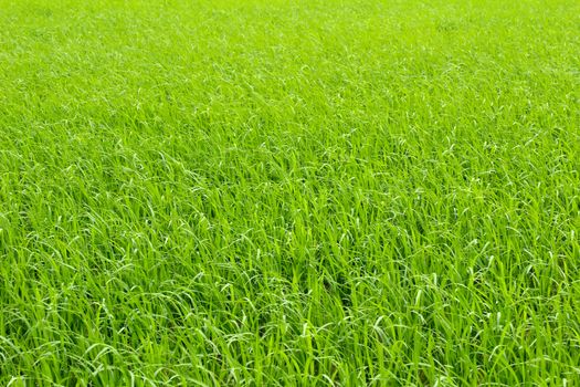 paddy field