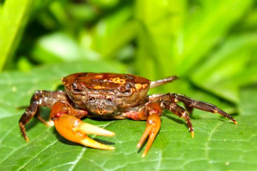 crab