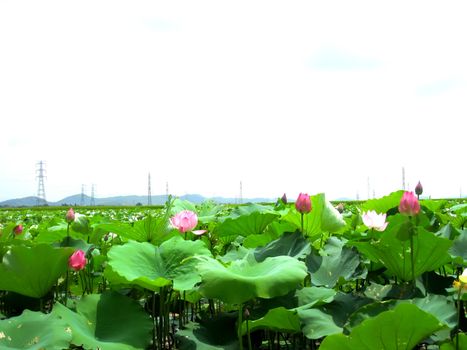 lotus pond