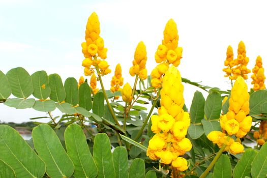 yellow flower