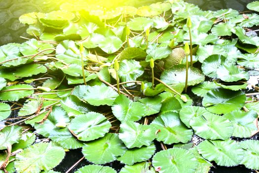 water lily