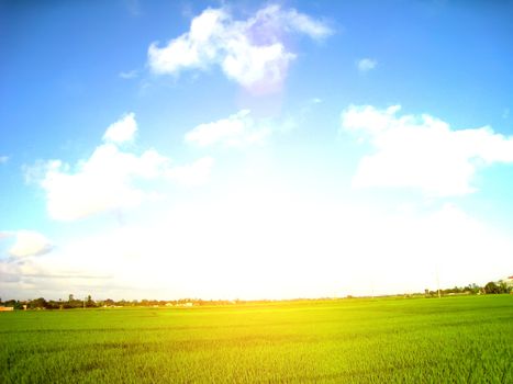 paddy field