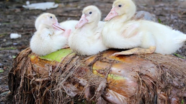 baby swans