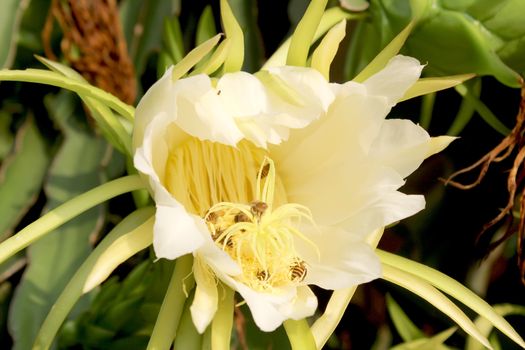 Dragon flower