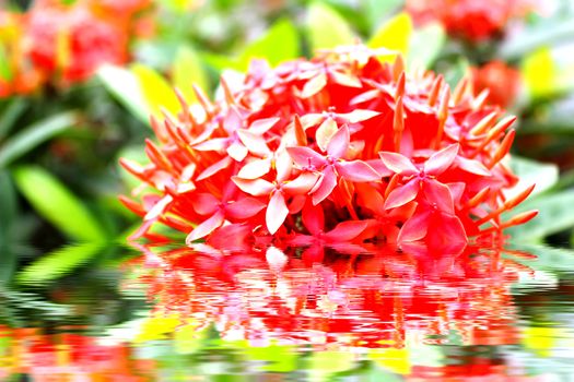 red flower