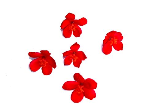 red flower
