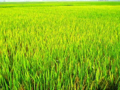 paddy field