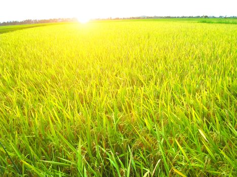paddy field