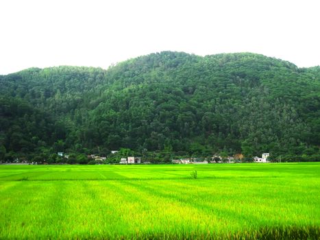paddy field