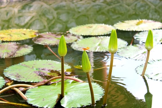 water lily