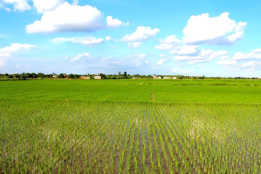 paddy field