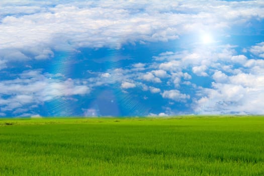 Green paddy and sky