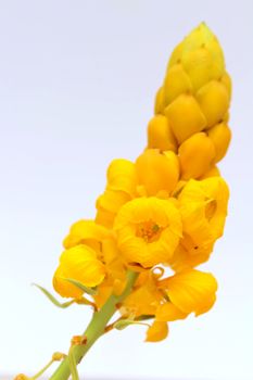 yellow flower