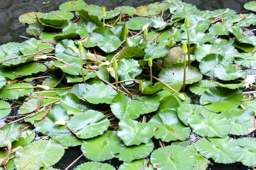 water lily