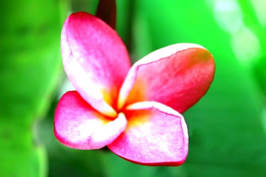 pink flower