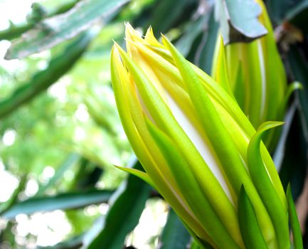 Dragon flower