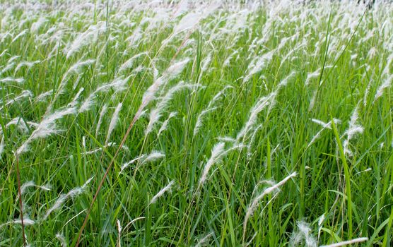 grass